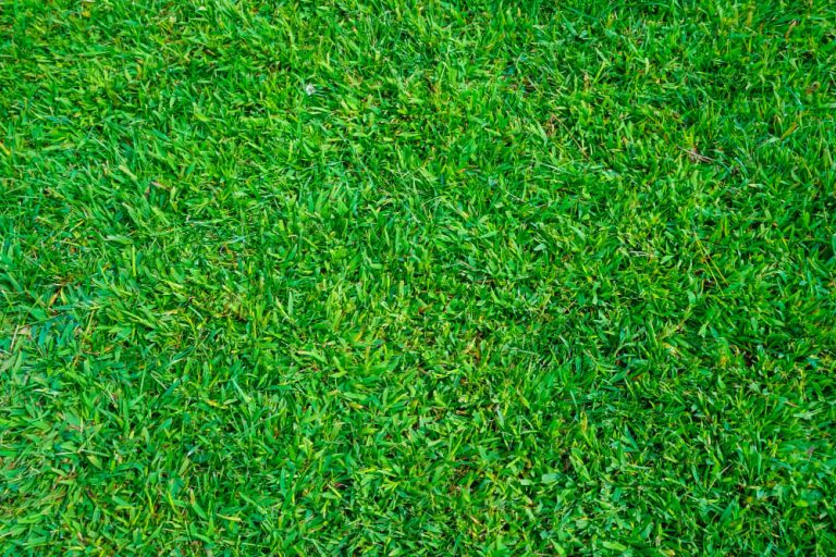 Hablemos de césped ¿Cuál es mejor, el artificial o el natural?